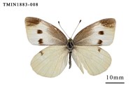 藏品(白粉蝶)的圖片